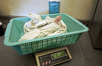 Giant Panda (Ailuropoda melanoleuca) infant being weighed at the China Conservation and Research Center for the Giant Panda, Wolong Nature Reserve, China