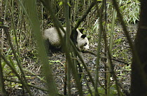 Giant Panda (Ailuropoda melanoleuca) seen through bamboo stalks, Wolong Nature Reserve, China