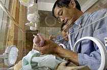 Giant Panda (Ailuropoda melanoleuca) infant held by Zhang Guiqin, Deputy Director at the China Conservation and Research Center for the Giant Panda, Wolong Nature Reserve, China