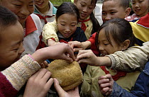Children visiting the China Conservation and Research Center for the Giant Panda inspect panda bread made from bamboo, grains, rice and vitamins, Wolong Nature Reserve, China