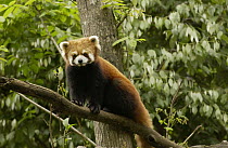 Lesser Panda (Ailurus fulgens) in a tree at the China Conservation and Research Center for the Giant Panda, Wolong Nature Reserve, China
