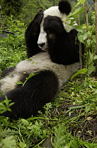 Giant Panda (Ailuropoda melanoleuca) young Panda laying in grass with paws over its eyes, at the China Conservation and Research Center for the Giant Panda, Wolong Nature Reserve, China