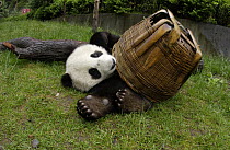 Giant Panda (Ailuropoda melanoleuca) young Panda playing with basket, at the China Conservation and Research Center for the Giant Panda, Wolong Nature Reserve, China