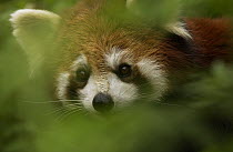Lesser Panda (Ailurus fulgens) peering through foliage at the China Conservation and Research Center for the Giant Panda, Wolong Nature Reserve, China