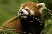 Lesser Panda (Ailurus fulgens) portrait at the China Conservation and Research Center for the Giant Panda, Wolong Nature Reserve, China