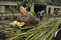 Worker at the China Conservation and Research Center for the Giant Panda carrying panda bread made from bamboo, grains, rice and vitamins, Wolong Nature Reserve, China
