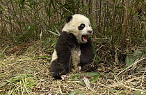 Giant Panda (Ailuropoda melanoleuca) baby sitting on ground in bamboo forest at the China Conservation and Research Center for the Giant Panda, Wolong Nature Reserve, China