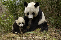 Giant Panda (Ailuropoda melanoleuca) adult and baby in bamboo forest at the China Conservation and Research Center for the Giant Panda, Wolong Nature Reserve, China