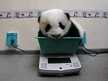 Giant Panda (Ailuropoda melanoleuca) baby being weighed on a scale at the China Conservation and Research Center for the Giant Panda, Wolong Nature Reserve, China