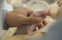 Giant Panda (Ailuropoda melanoleuca) infant being fed with a bottle at the China Conservation and Research Center for the Giant Panda, Wolong Nature Reserve, China