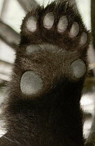 Giant Panda (Ailuropoda melanoleuca) detail of underside of paw, China Conservation and Research Center for the Giant Panda, Wolong Nature Reserve, China