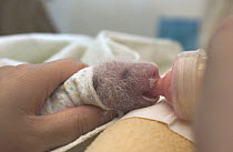Giant Panda (Ailuropoda melanoleuca) seven day old infant being fed with a bottle at the China Conservation and Research Center for the Giant Panda, Wolong Nature Reserve, China
