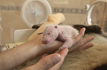 Giant Panda (Ailuropoda melanoleuca) eight day old infant in researcher's hand at the China Conservation and Research Center for the Giant Panda, Wolong Nature Reserve, China