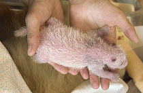 Giant Panda (Ailuropoda melanoleuca) 32 day old infant in researcher's hand at the China Conservation and Research Center for the Giant Panda, Wolong Nature Reserve, China