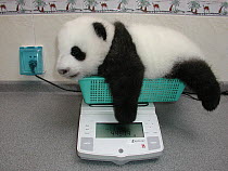 Giant Panda (Ailuropoda melanoleuca) baby being weighed on a scale at the China Conservation and Research Center for the Giant Panda, Wolong Nature Reserve, China