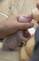 Giant Panda (Ailuropoda melanoleuca) 11 day old infant being fed with a bottle at the China Conservation and Research Center for the Giant Panda, Wolong Nature Reserve, China