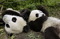 Giant Panda (Ailuropoda melanoleuca) pair of young Pandas playing at the China Conservation and Research Center for the Giant Panda, Wolong Nature Reserve, China