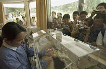 Giant Panda (Ailuropoda melanoleuca) infant being cared for by Hu Hai Ping while tourists watch through window at the China Conservation and Research Center for the Giant Panda, Wolong Nature Reserve,...