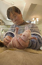 Giant Panda (Ailuropoda melanoleuca) nine day old infant being cared for by Wei Ming at the China Conservation and Research Center for the Giant Panda, Wolong Nature Reserve, China