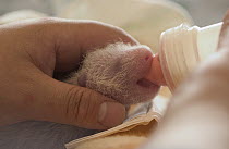 Giant Panda (Ailuropoda melanoleuca) six day old infant being fed with a bottle at the China Conservation and Research Center for the Giant Panda, Wolong Nature Reserve, China