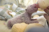Giant Panda (Ailuropoda melanoleuca) eight day old infant being fed with a bottle at the China Conservation and Research Center for the Giant Panda, Wolong Nature Reserve, China