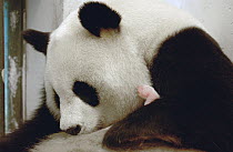 Giant Panda (Ailuropoda melanoleuca) captive born and raised named Gongzhu, with her 8 hour old cub at the China Conservation and Research Center for the Giant Panda, Wolong Nature Reserve, China