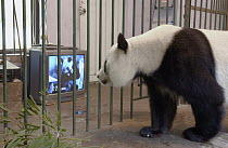 Giant Panda (Ailuropoda melanoleuca) named Gongzhu, captive born and raised, learning parenting skills by watching a video of her mother caring for a one month old baby, Wolong Nature Reserve, China