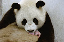 Giant Panda (Ailuropoda melanoleuca) captive born and raised named Gongzhu, nursing her 8 hour old cub at the China Conservation and Research Center for the Giant Panda, Wolong Nature Reserve, China