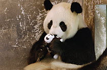 Giant Panda (Ailuropoda melanoleuca) named Gongzhu, captive born and raised, learning parenting skills with toy cub after rejecting her two cubs born in 2003, in 2004 she successfully raised a new cub...