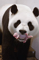 Giant Panda (Ailuropoda melanoleuca) captive born and raised named Gongzhu, gently carrying her 8 hour old cub in her mouth at the China Conservation and Research Center for the Giant Panda, Wolong Na...