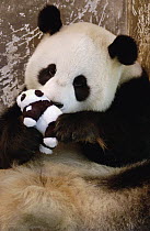 Giant Panda (Ailuropoda melanoleuca) named Gongzhu, captive born and raised, learning parenting skills with toy baby after rejecting her two cubs born in 2003, in 2004 she successfully raised a new cu...