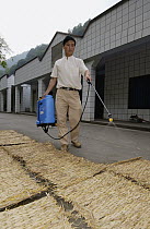 Giant Panda (Ailuropoda melanoleuca) keeper Gao Qiang sprays disinfectant on straw mats for Lei Lei's bedroom in preparation for her possible birthing, China Conservation and Research Center for the G...