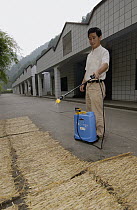 Giant Panda (Ailuropoda melanoleuca) keeper Gao Qiang sprays disinfectant on straw mats for Lei Lei's bedroom in preparation for her possible birthing, China Conservation and Research Center for the G...