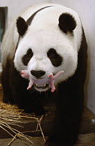 Giant Panda (Ailuropoda melanoleuca) Gongzhu carrying her 8 hour old cub gently in her mouth, China Conservation and Research Center for the Giant Panda, Wolong Nature Reserve, China