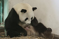 Giant Panda (Ailuropoda melanoleuca) Gongzhu licking her vulva and eating afterbirth after giving birth, common postpartum behavior, China Conservation and Research Center for the Giant Panda, Wolong...