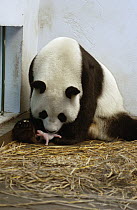 Giant Panda (Ailuropoda melanoleuca) Gongzhu with her one day old cub, China Conservation and Research Center for the Giant Panda, Wolong Nature Reserve, China