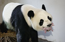 Giant Panda (Ailuropoda melanoleuca) Gongzhu holding her two-hours-old cub gently in her mouth, China Conservation and Research Center for the Giant Panda, Wolong Nature Reserve, China