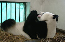 Giant Panda (Ailuropoda melanoleuca) Gongzhu holding her two-hours-old cub gently in her mouth, China Conservation and Research Center for the Giant Panda, Wolong Nature Reserve, China