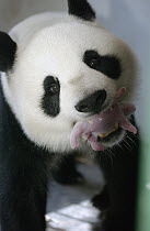 Giant Panda (Ailuropoda melanoleuca) Gongzhu holding her two-hours-old cub gently in her mouth, note umbilical cord still attached, China Conservation and Research Center for the Giant Panda, Wolong N...