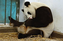 Giant Panda (Ailuropoda melanoleuca) Gongzhu caring for her eight-hour-old cub, China Conservation and Research Center for the Giant Panda, Wolong Nature Reserve, China