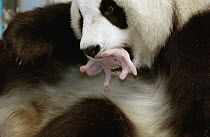 Giant Panda (Ailuropoda melanoleuca) Gongzhu holding her two day old cub gently in her mouth, China Conservation and Research Center for the Giant Panda, Wolong Nature Reserve, China