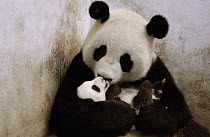Giant Panda (Ailuropoda melanoleuca) Gongzhu is successfully re-introduced to one of her nine week old twin cubs which she initially rejected, China Conservation and Research Center for the Giant Pand...