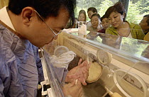 Giant Panda (Ailuropoda melanoleuca) assistant director Wei Rong Ping checks the general health of Gongzhu's one day old cub, China Conservation and Research Center for the Giant Panda, Wolong Nature...