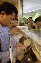 Giant Panda (Ailuropoda melanoleuca) assistant director Wei Rong Ping checks the general health of Gongzhu's one day old cub, China Conservation and Research Center for the Giant Panda, Wolong Nature...