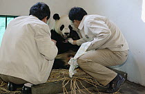 Giant Panda (Ailuropoda melanoleuca) assistant director Wei Rong Ping removing Gongzhu's two-hour-old cub to check his general health, China Conservation and Research Center for the Giant Panda, Wolon...