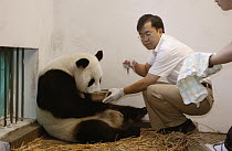 Giant Panda (Ailuropoda melanoleuca) assistant director Wei Rong Ping removing Gongzhu's one day old cub to check his general health, China Conservation and Research Center for the Giant Panda, Wolong...