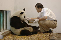 Giant Panda (Ailuropoda melanoleuca) assistant director Wei Rong Ping soothing Gongzhu after removing her one day old cub to check his general health, China Conservation and Research Center for the Gi...