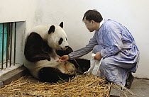 Giant Panda (Ailuropoda melanoleuca) assistant director Wei Rong Ping returning Gongzhu's one day old cub after checking his general health, China Conservation and Research Center for the Giant Panda,...