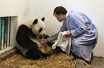 Giant Panda (Ailuropoda melanoleuca) assistant director Wei Rong Ping returning Gongzhu's one day old cub after checking his general health, China Conservation and Research Center for the Giant Panda,...
