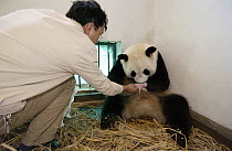 Giant Panda (Ailuropoda melanoleuca) assistant director Wei Rong Ping returning Gongzhu's two-hour-old cub after checking his general health, China Conservation and Research Center for the Giant Panda...